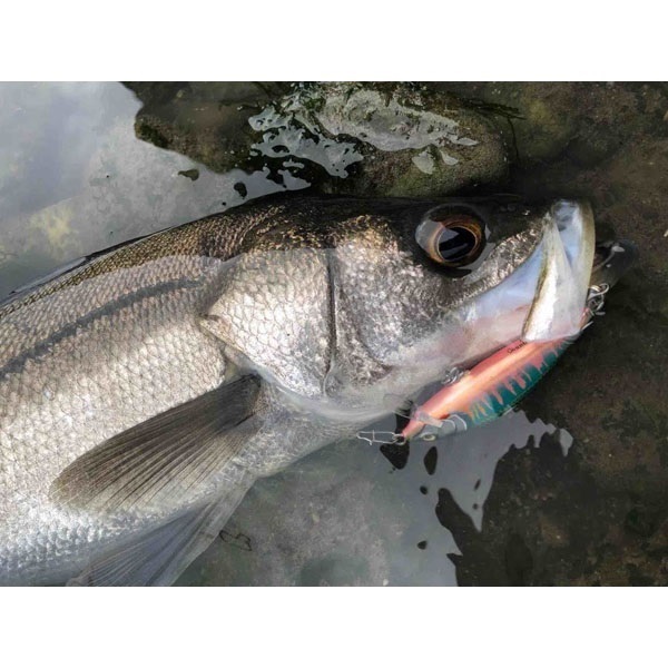 カウントダウン　エリート　CDE75